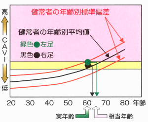 血管年齢判定グラフ